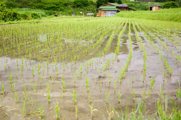 Agricultural scene in a terraced rice field. Rural villages and rice paddies in Asia.