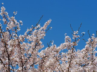 青空と桜の花の枝