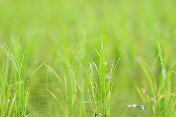 green rice plants in a lush paddy field
