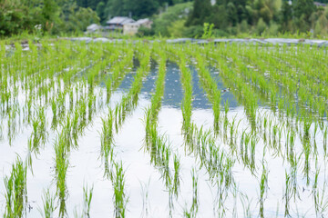 Agricultural scene in a terraced rice field. Rural villages and rice paddies in Asia.