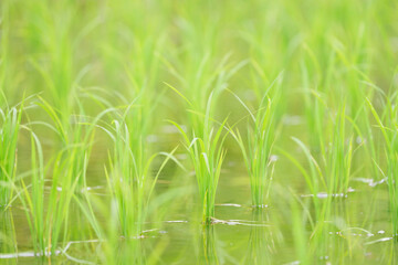 green rice plants in a lush paddy field