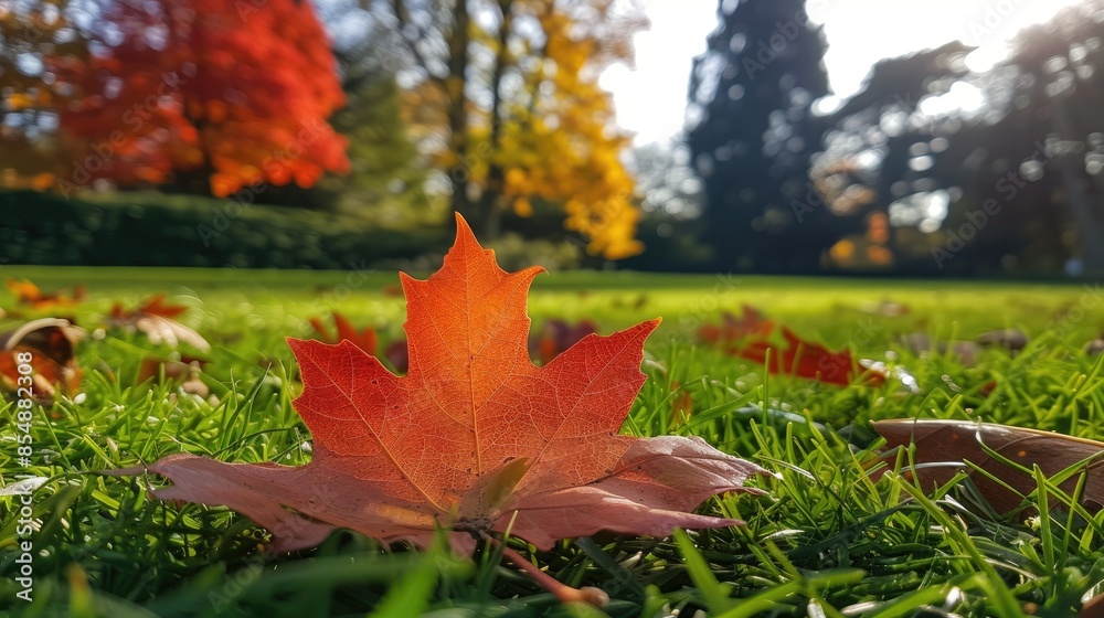 Poster red autumn maple leaf fallen in a public garden captured up close