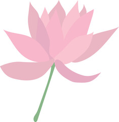 Pink lotus isolated on white background. Lotus flower illustration vector.