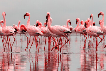 Wild african birds. Group birds of pink african flamingos  walking around the blue lagoon on a sunny day