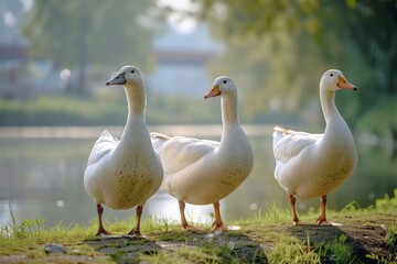 Obraz premium View from side body of a three Rouen duck standing on riverside, Awe-inspiring, Full body shot ::2 Side Angle View