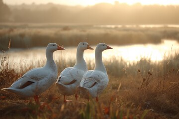 View from side body of a three Rouen duck standing on riverside, Awe-inspiring, Full body shot ::2 Side Angle View