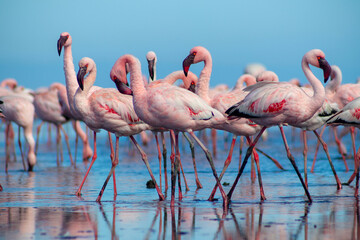 Obraz premium Close up of beautiful African flamingos that are standing in still water with reflection.