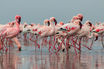Group birds of pink african flamingos  walking around the blue lagoon on a sunny day