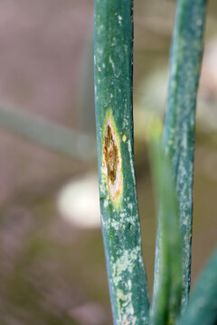 Onion plants in the field infected by fungal diseases Stemphylium Leaf Blight of Onion and Peronospora destructor causes downy mildew on leaves.