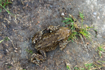Common toad or European toad is sitting on a dirty ground, top view