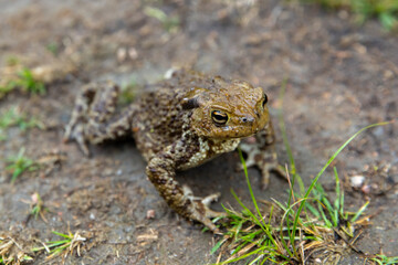 Common toad or European toad is on a dirty ground, frog