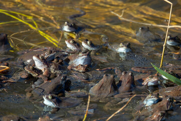 A lot of common frogs during breeding season