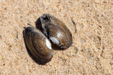 An empty shell of she blue mussel lays on coastal sand