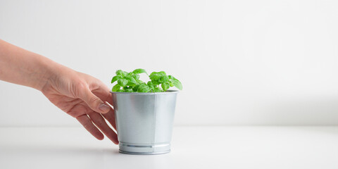 Woman's hand with fresh green basil bush in a metal pot on a white background, sunny day, organic food banner with copy space