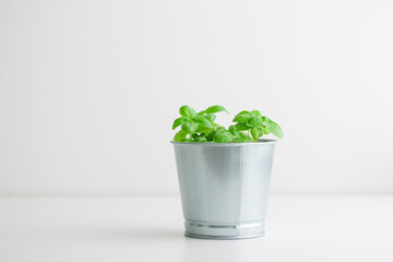Fresh green basil bush in a metal vintage pot on a white background, sunny day, organic food banner with copy space
