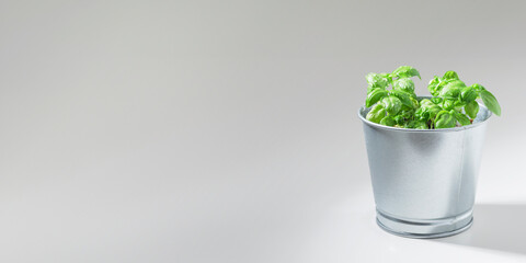 Fresh green basil bush in a metal pot on a white background, sunny day, organic food banner with copy space