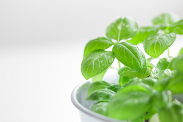 Fresh green basil bush in a metal vintage bucket on a white background, sunny day, organic food macro banner with copy space