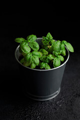 Fresh basil in pot on dark background, natural green culinary herb growing indoors, tasty homegrown plant closeup, healthy eating. Vertical photo