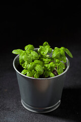 Fresh basil in pot on dark background, natural green culinary herb growing indoors, tasty homegrown plant closeup, healthy eating. Vertical photo