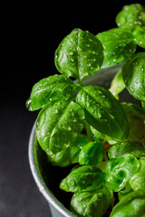 Fresh basil in pot on dark background, natural green culinary herb growing indoors, tasty homegrown plant closeup, healthy eating. Vertical photo