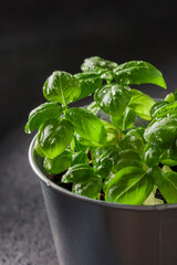 Fresh basil in pot on dark background, natural green culinary herb growing indoors, tasty homegrown plant closeup, healthy eating. Vertical photo