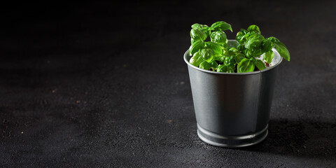 Banner with fresh basil in pot on dark background, natural green culinary herb growing indoors, tasty homegrown plant closeup, healthy eating