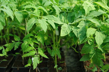 Cultivation of Vegetable seedlings growing in a plant nursery. Green Tomato plant recently germinated, ready for thinning, transplanting. Home garden in pots and tray indoor. Kitchen gardening concept