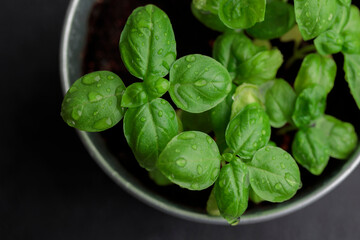 Fresh basil in pot on dark background, natural green culinary herb growing indoors, tasty homegrown plant closeup, healthy eating