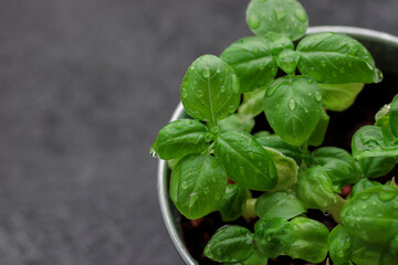 Banner with fresh basil in pot on dark background, natural green culinary herb growing indoors, tasty homegrown plant closeup, healthy eating