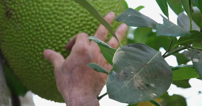 Breadfruit jackfruit, a man taps it with his fingers, trying to check if it is ripe.