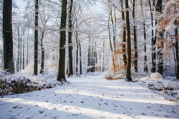 Obraz premium A snowy path winds through a dense forest, with tall trees covered in frost and sunlight casting long shadows