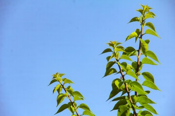 Green leaves of plants against bright blue sky during daytime