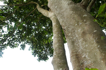 Fototapeta premium Sandoricum koetjape or Harp tree, low angel from the Harp tree which has a large trunk and lush green leaves