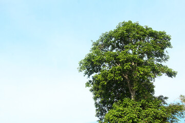 Sandoricum koetjape or Harp tree, low angel from the Harp tree which has a large trunk and lush green leaves