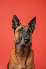 Belgian Malinois dog on minimalistic colorful background with Copy Space. Perfect for banners, veterinary ads, pet food promotions, and minimalist designs.