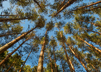 Fototapeta premium Pine forest against the background of the sky