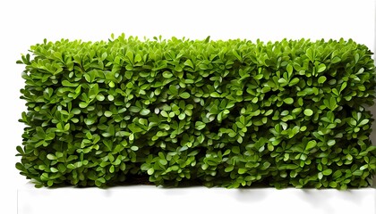 Green fence rectangular boxwood shrubs on white background, Ai Generated