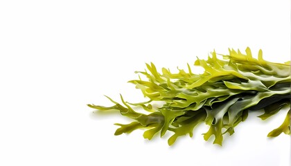 Seaweed on white background, Ai Generated