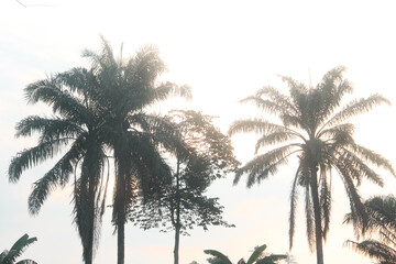 Silhouette of an oil palm tree in the morning, an old oil palm tree in Indonesia