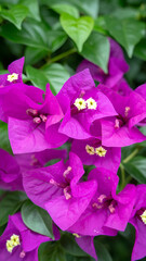 ブーゲンビリアの花