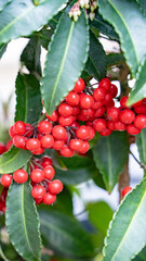 マンリョウの実