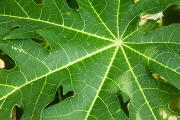 Fototapeta premium Close Up of the leaf structure of a fresh, green papaya tree leaf
