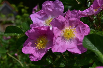 Dzika r&oacute;ża, psia r&oacute;ża, szypszyna, krzew, ozdobny, kwitnący, jadalny, 