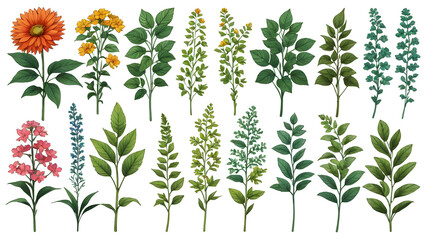 Botanical elements on transparent background.