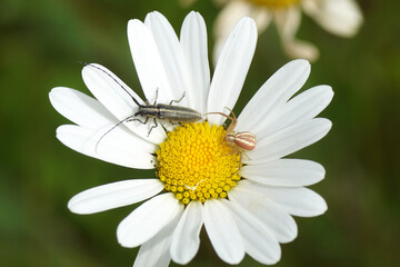 Fototapeta premium A flat-faced longhorn beetle Agapanthia cardui with flower crab spider Misumena vatia on flower of ox-eye daisy, marguerite, Leucanthemum vulgare. Summer, June, France 