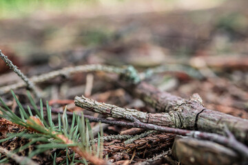 A coniferous branch in a pine forest. Coniferous ground. Coniferous forest