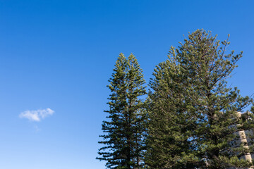 Pine tree with beautiful blue sunny sky.