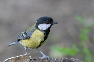 Fototapeta premium Great Tit perched on an old tree stump