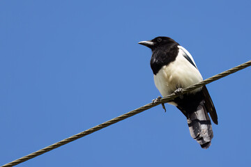 Magpie perched on a wire on a sunny spring day