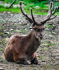 European red deer male on the ground. Latin name - Cervus elaphus	